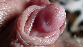 Intense Close-Up Of My Throbbing Clitoris Head During Hardcore Sex